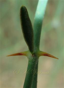 Stipules and leaf